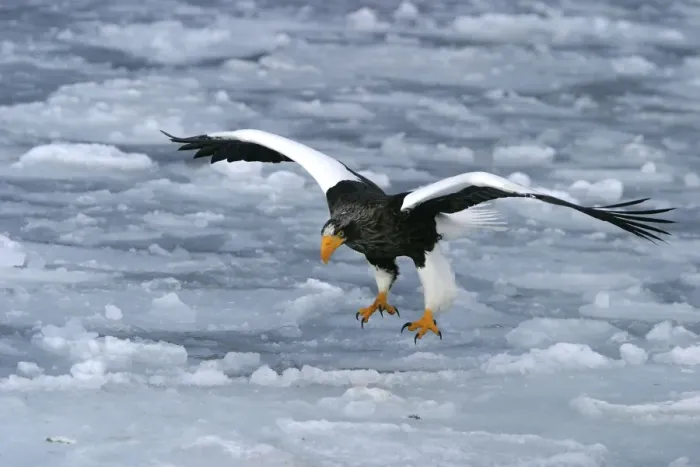 Framed Print : Steller's Sea Eagle - landing. Hokkaido, Japan Framed Print : Steller's Sea Eagle - landing. Hokkaido, Japan