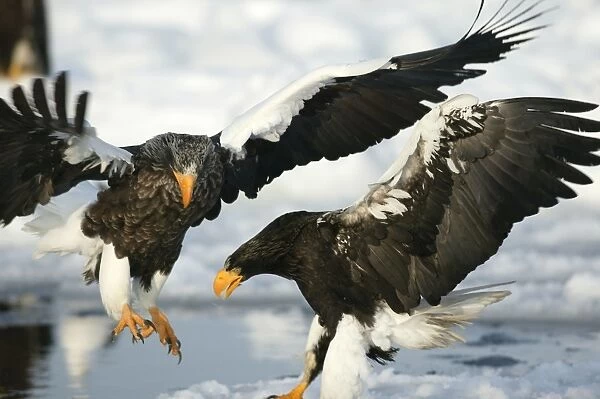 Steller's Sea Eagle - two landing. Hokkaido, Japan