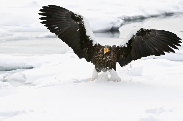 Steller's Sea Eagle - landing on sea ice wings raised - Hokkaido Island - Japan