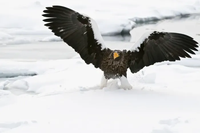 Framed Print : Steller's Sea Eagle - landing on sea ice wings raised - Hokkaido Island - Japan Framed Print : Steller's Sea Eagle - landing on sea ice wings raised - Hokkaido Island - Japan