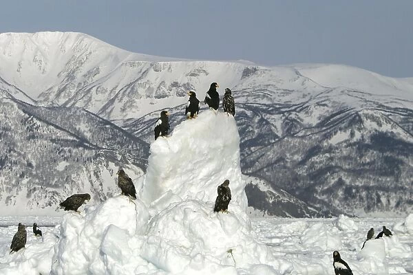 Steller's Sea Eagle - perched on ice. Hokkaido, Japan