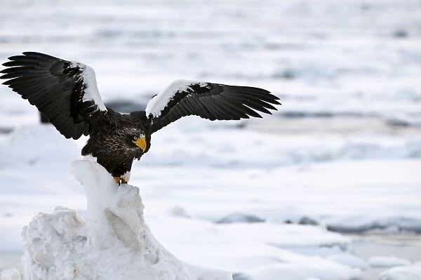 Steller's Sea Eagle - with raised wings - on ice floe - Hokkaido Island - Japan