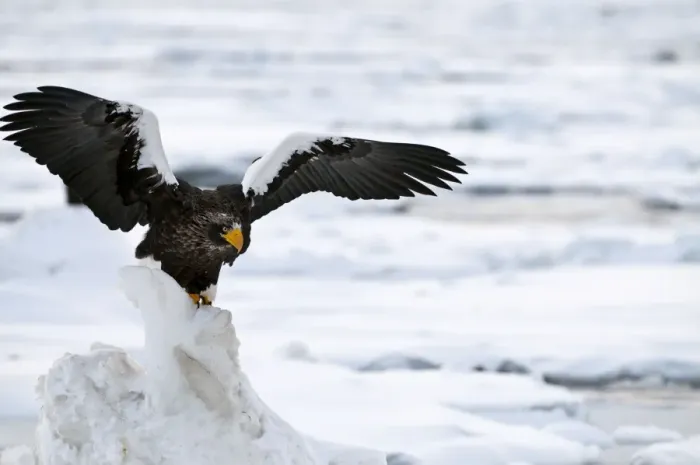 Framed Print : Steller's Sea Eagle - with raised wings - on ice floe - Hokkaido Island - Japan Framed Print : Steller's Sea Eagle - with raised wings - on ice floe - Hokkaido Island - Japan