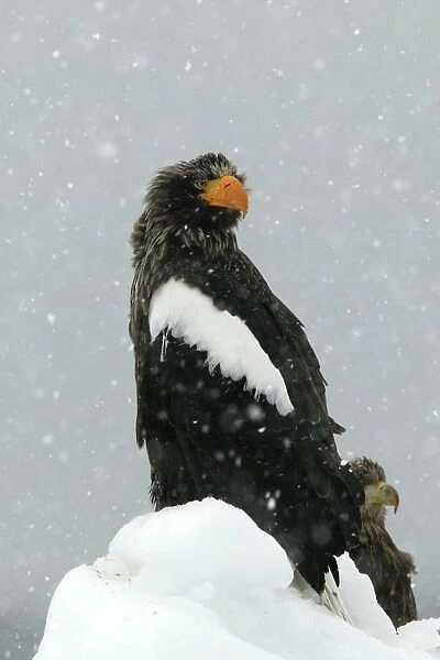 Steller's Sea Eagle - in snow. Hokkaido, Japan