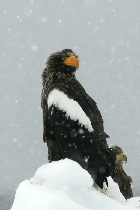 Framed Print : Steller's Sea Eagle - in snow. Hokkaido, Japan Framed Print : Steller's Sea Eagle - in snow. Hokkaido, Japan