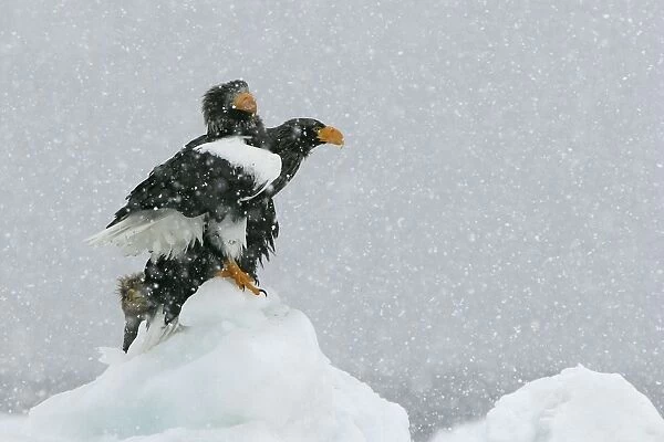 Steller's Sea Eagle - two in snow. Hokkaido, Japan
