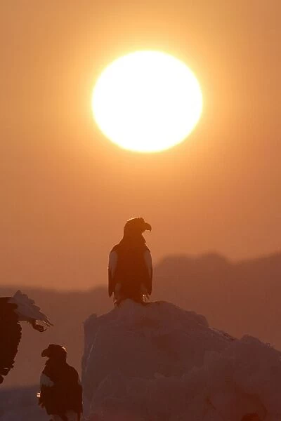 Steller's Sea Eagle - with sunset behind. Hokkaido, Japan