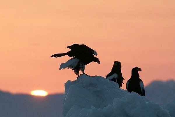 Steller's Sea Eagle - three, with sunset behind. Hokkaido, Japan