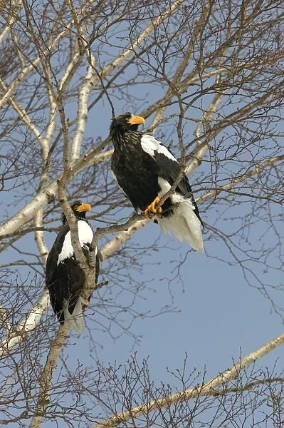 Steller's Sea Eagle - two in tree. Hokkaido, Japan