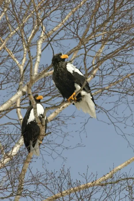 Framed Print : Steller's Sea Eagle - two in tree. Hokkaido, Japan Framed Print : Steller's Sea Eagle - two in tree. Hokkaido, Japan