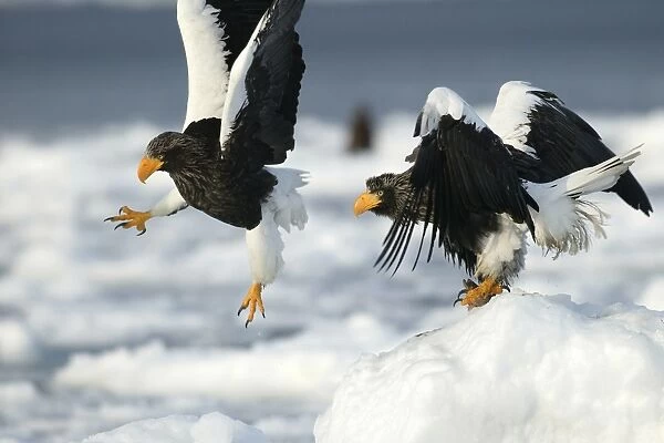 Steller's Sea Eagle - two. Hokkaido, Japan