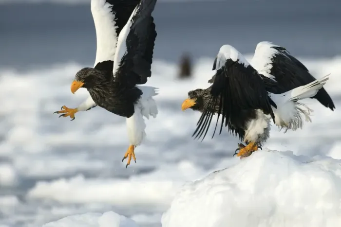 Framed Print : Steller's Sea Eagle - two. Hokkaido, Japan Framed Print : Steller's Sea Eagle - two. Hokkaido, Japan