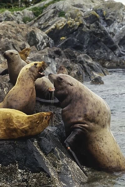 Steller's Sea Lions or Northern Sea Lions - bull hauling out on rocks meeting some resistance. Pacific Northwest. ML235