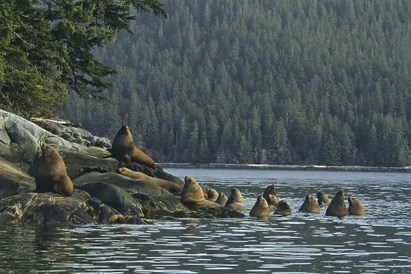 Steller's Sea Lions or Northern Sea Lions hauled out on small island off the mouth of the Stikine River, Inside Passage, Southeast Alaska. ML1118