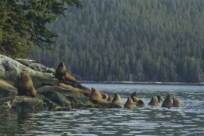 Framed Print : Steller's Sea Lions or Northern Sea Lions hauled out on small island off the mouth of the Stikine River, Inside Passage, Southeast Alaska. ML1118