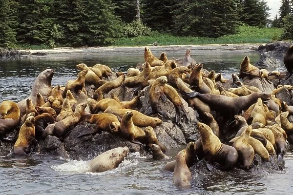 Steller's Sea Lions or Northern Sea Lions ML673