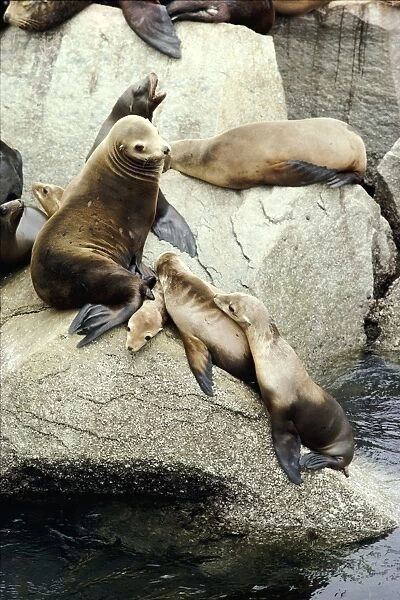 Steller's Sealion - and older pups sitting on rock
