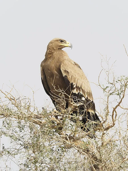 Steppe Eagle Aquila nipalensis Rajasthan, India BI031910 Date: 21-Feb-20