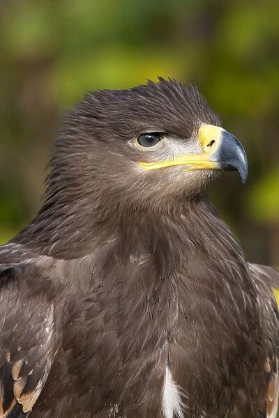 Steppe Eagle - Close up of single immature bird. Gloucestershire, England