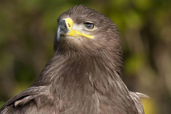 Steppe Eagle - close up of single immature bird