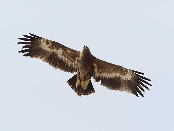 Steppe Eagle - in flight Aquila nipalensis Rajasthan, India BI031876