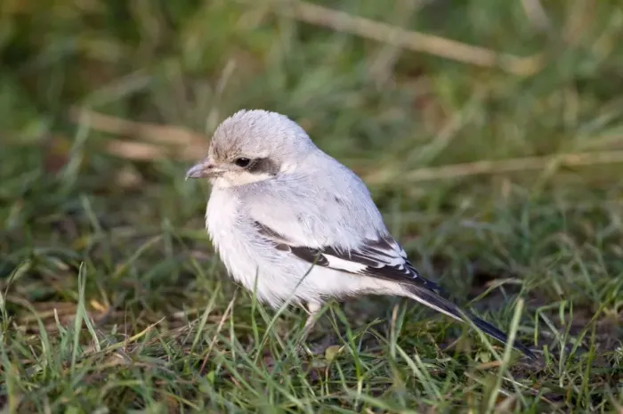 Framed Print : Steppe Grey Shrike - on ground - Lincolnshire - UK Framed Print : Steppe Grey Shrike - on ground - Lincolnshire - UK