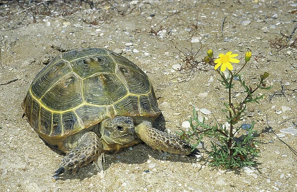 Steppe  /  Horsfield's Tortoise - active during day in a desert - Caspian sea shore - Turkmenistan - April Tm31. 0525