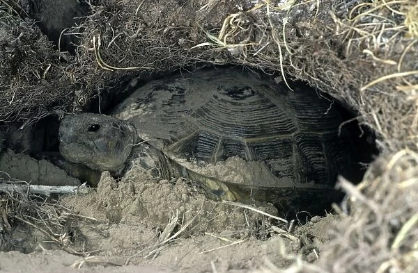 Steppe  /  Horsfield's Tortoise - burrows for shelter in the soil - for the night - Caspian sea shore - Turkmenistan - April Tm31. 0523