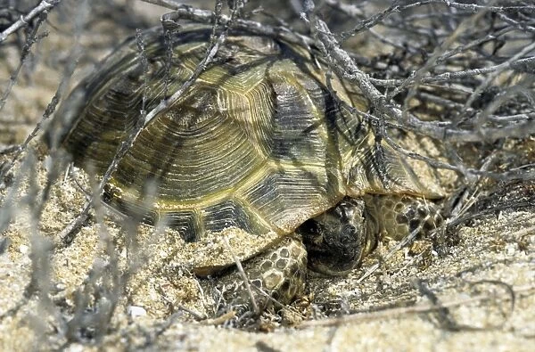 Steppe  /  Horsfield's Tortoise - emerges from an overnight shelter under bushes - Caspian sea shore - Turkmenistan - April Tm31. 0369