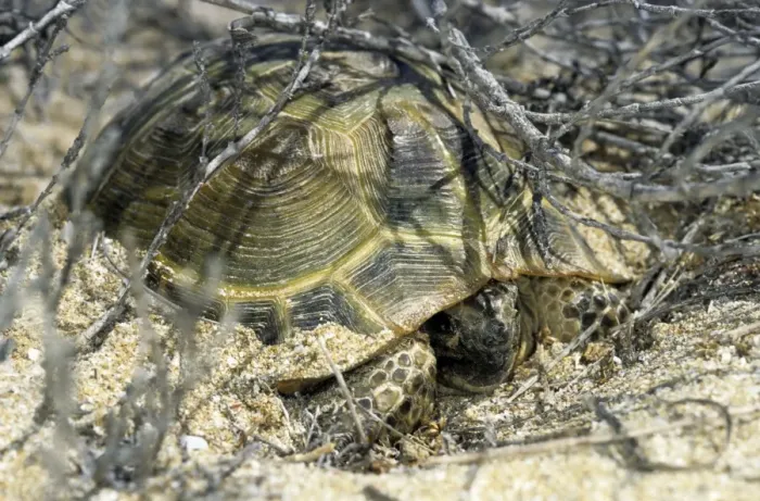 Framed Print : Steppe / Horsfield's Tortoise - emerges from an overnight shelter under bushes - Caspian sea shore - Turkmenistan - April Tm31. 0369 Framed Print : Steppe / Horsfield's Tortoise - emerges from an overnight shelter under bushes - Caspian sea shore - Turkmenistan - April Tm31. 0369