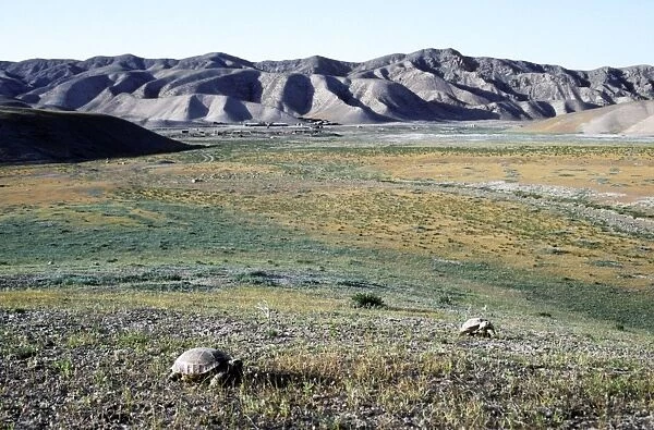 Steppe  /  Horsfield's Tortoise's graze - near Karahoudan village - foothills of Kopetdag mountains - Turkmenistan - Spring - April Tm31. 0257