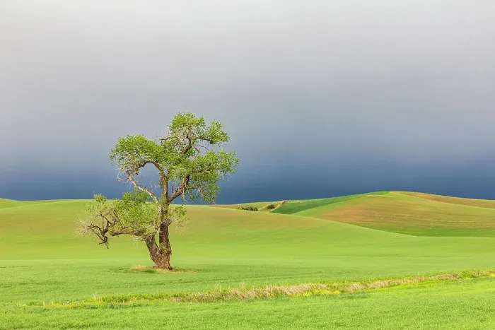 Framed Print : Steptoe, Washington State, USA. Cottonwood tree in wheat field under storm clouds in the Palouse hills. Date: 22-05-2021 Framed Print : Steptoe, Washington State, USA. Cottonwood tree in wheat field under storm clouds in the Palouse hills. Date: 22-05-2021