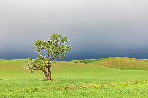 Steptoe, Washington State, USA. Cottonwood tree in wheat field under storm clouds in the Palouse hills. Date: 22-05-2021