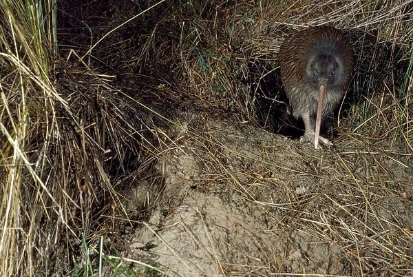 Stewart Island Brown Kiwi - leaving burrow