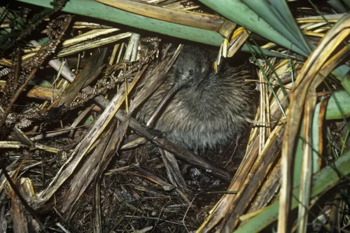 Framed Print : Stewart Island Brown Kiwi / Tokoeka - emerging from sleepin quarters Framed Print : Stewart Island Brown Kiwi / Tokoeka - emerging from sleepin quarters
