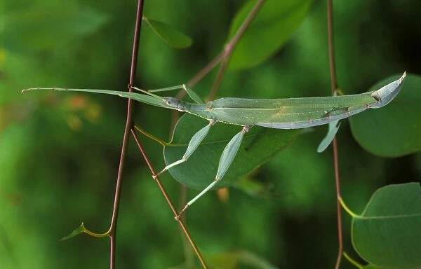 A stick insect