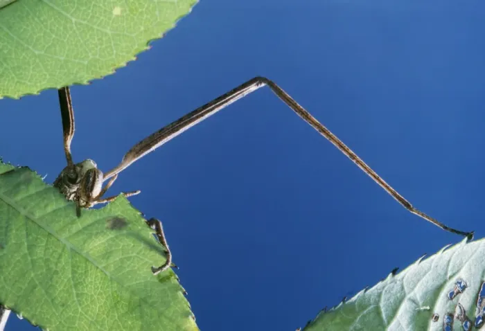 Framed Print : Stick Insect Female, eating leaf Framed Print : Stick Insect Female, eating leaf