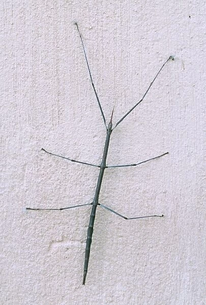 Stick Insect PS 9590 Order: Phasmatodea © Peter Steyn  /  ARDEA LONDON