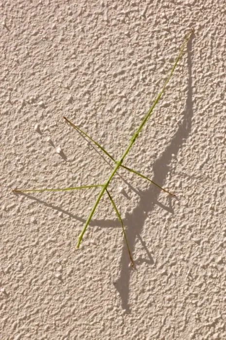 Framed Print : Stick insect at rest on wall during day. Nocturnal herbivore relying on camouflage as protection from predators during day. Eggs laid on ground. Grahamstown, Eastern Cape, South Africa. Bacillidae: Phasmatodea Framed Print : Stick insect at rest on wall during day. Nocturnal herbivore relying on camouflage as protection from predators during day. Eggs laid on ground. Grahamstown, Eastern Cape, South Africa. Bacillidae: Phasmatodea