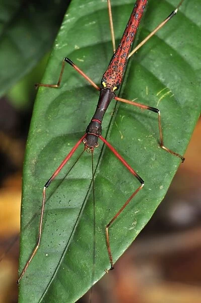 stick insect  /  walking stick - Gunung Leuser National Park - Northern Sumatra - Indonesia