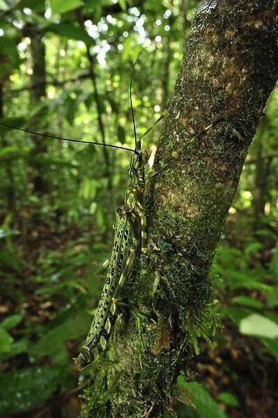 stick insect  /  walking stick - Tanjung Puting National Park - Kalimantan - Borneo - Indonesia