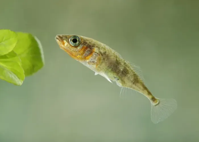 Framed Print : Stickleback - male three spined - Bedfordshire - UK 007642 Framed Print : Stickleback - male three spined - Bedfordshire - UK 007642
