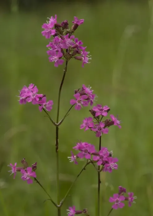 Framed Print : Sticky catchfly. Rare in UK Framed Print : Sticky catchfly. Rare in UK