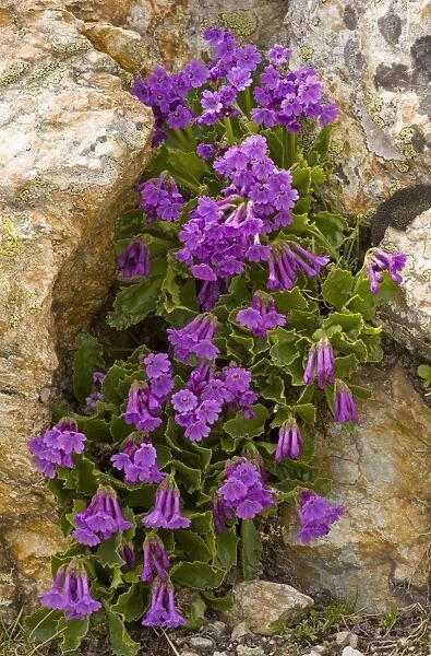 Sticky primrose - lovely clump at high altitude in Upper Engadine, Swiss Alps