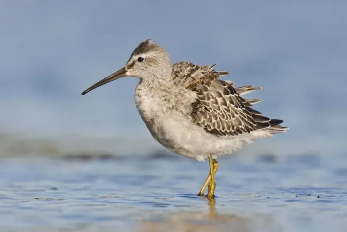 Framed Print : Stilt Sandpiper - in September at Jamaica Bay NWR, NY, USA Framed Print : Stilt Sandpiper - in September at Jamaica Bay NWR, NY, USA