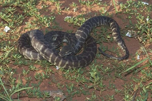 Stimson's Python. Also known as Large-blotched Python - Feeds on small mammals, birds, reptiles and frogs. They lay 5-19 eggs each season. They are preyed upon by some raptors