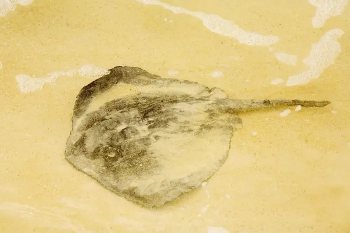 Framed Print : Sting Ray (Dasyatis brevis) on sandy beach, Floreana, Galapagos. Part of shoal Framed Print : Sting Ray (Dasyatis brevis) on sandy beach, Floreana, Galapagos. Part of shoal