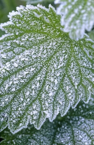 Stinging Nettle Leaves with covering of frost Norfolk UK