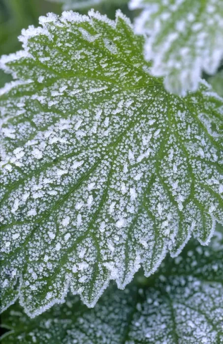 Framed Print : Stinging Nettle Leaves with covering of frost Norfolk UK Framed Print : Stinging Nettle Leaves with covering of frost Norfolk UK