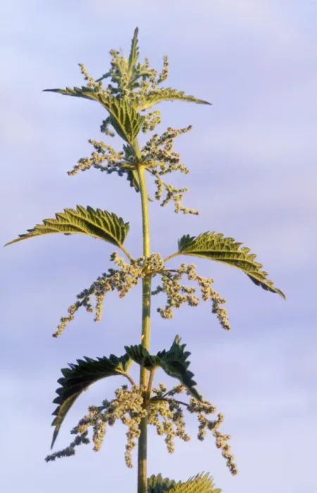 Framed Print : Stinging Nettle Plant Framed Print : Stinging Nettle Plant